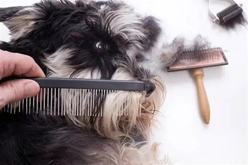 tes combing dog