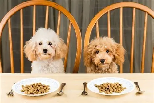 Perros comiendo en plato