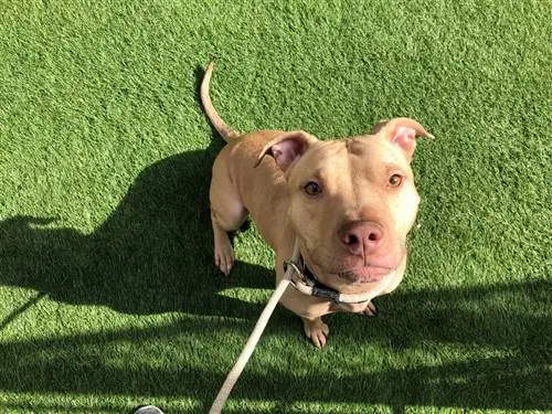 Tan pitbull assis sur l'herbe des Bermudes