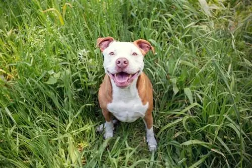 chiot pitbull assis sur l'herbe