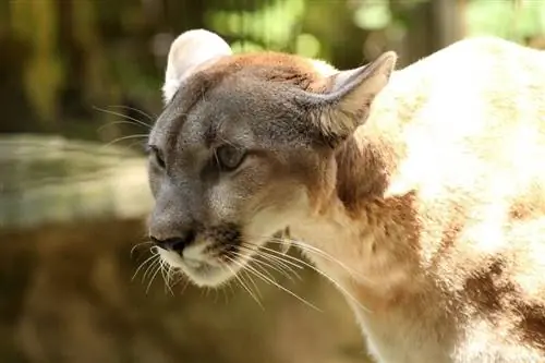 Tiro de perto do puma