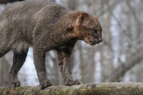 Jaguarundi ormanda