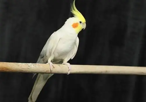 lutino cockatiel noog perching nyob rau hauv lub tawb