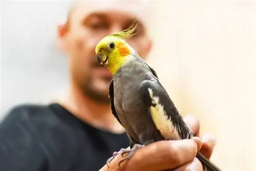 lalaking humahawak ng kanyang cockatiel