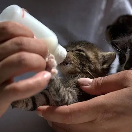 biberonul hrănind un pisoi tabby