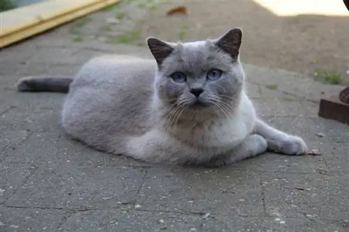 gato británico de pelo corto acostado