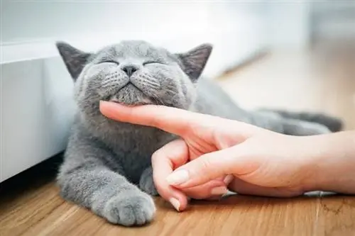 Gato feliz gris británico de pelo corto