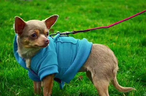 cachorrinho chihuahua na coleira