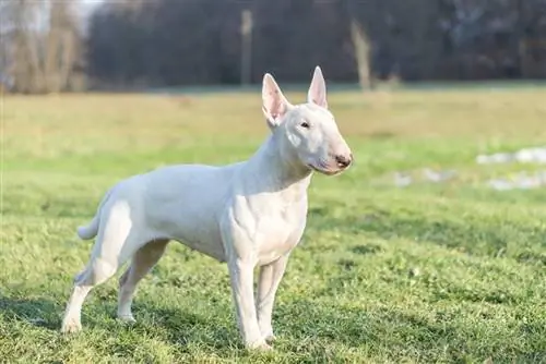 Portretfoto van witte bull terrier buiten op een zonnige dag