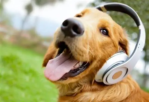 Anjing comel mendengar muzik dengan fon kepala_ESB Professional_shutterstock