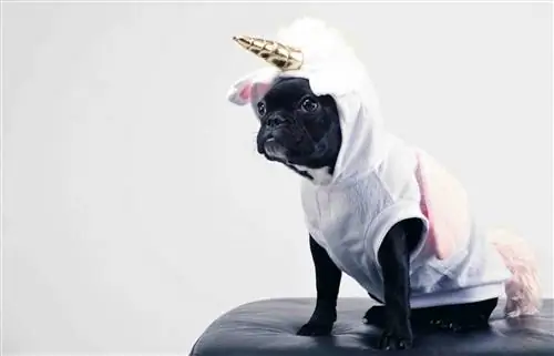 kostum unicorn boston terrier