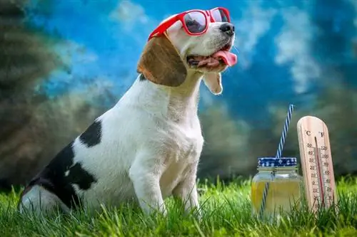 güneş gözlüklü beagle