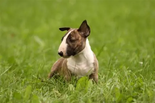 Bull Terrier puppy yaşıl ot oturur