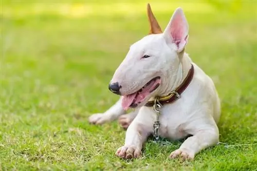 bull terrier på grönt fält