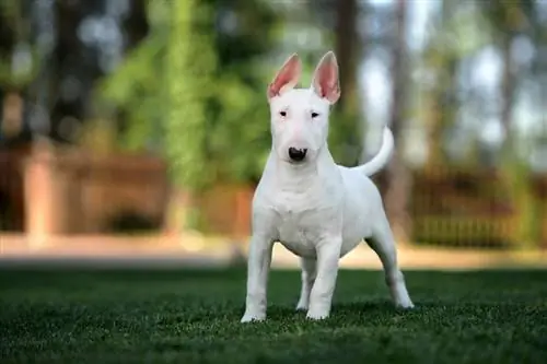 filhote de bull terrier branco em pé ao ar livre