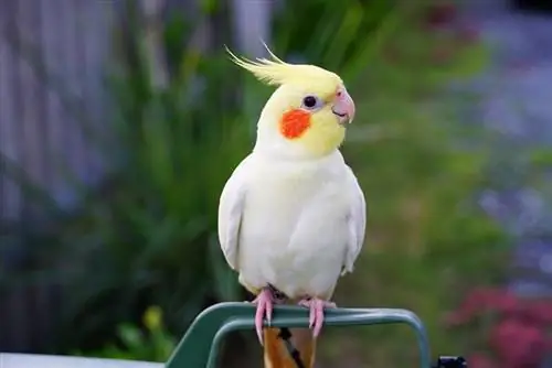 karibu na ndege wa lutino cockatiel