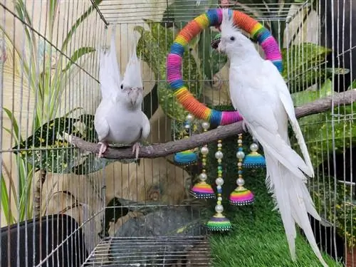 par de cacatúas blancas en jaula