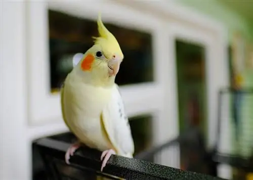 cockatiel jantan muda di kandangnya