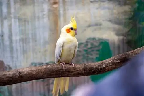 mtazamo wa upande wa cockatiel mdogo wa kiume