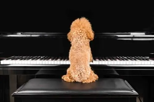 hond die piano speelt