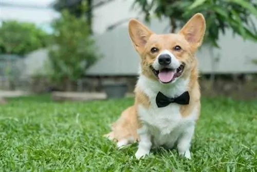 corgi vlinderdas