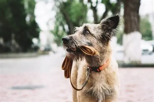 Bolehkah Anjing Hilang Mencari Jalan Pulang? Apa yang Dikatakan Sains