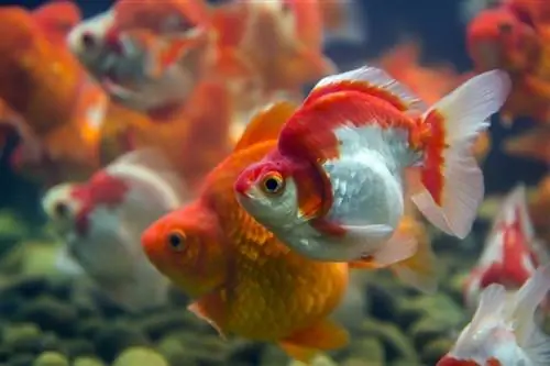 poisson rouge ryukin dans le réservoir