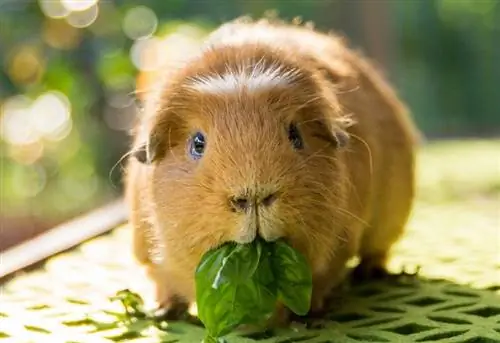 conejillo de indias comiendo albahaca