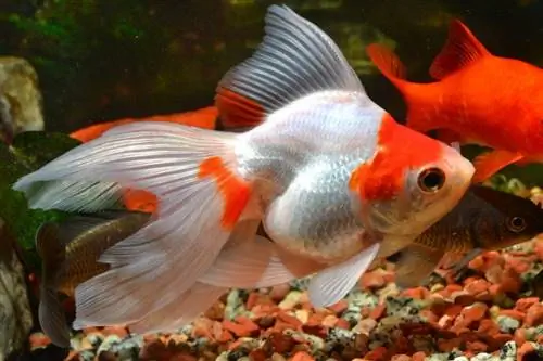 Puas yog Goldfish Xav Tau Pob Zeb? (Cov lus teb yuav ua rau koj xav tsis thoob!)