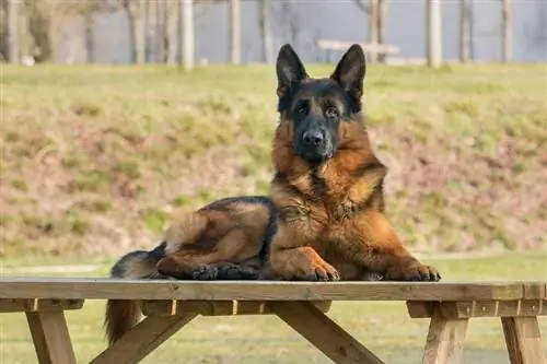 anjing gembala jerman berbaring di atas meja kayu di luar rumah