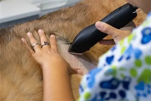 Você deve cortar ou raspar o cabelo do seu pastor alemão?