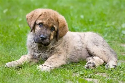 Kihispania Mastiff puppy