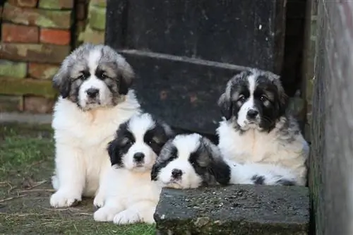 Pirenese Mastiff-hondjies