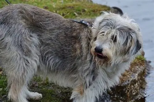 cão pastor catalão