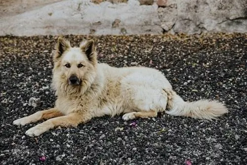 Garafian Shepherd dog_veronica-valentin_shutterstock