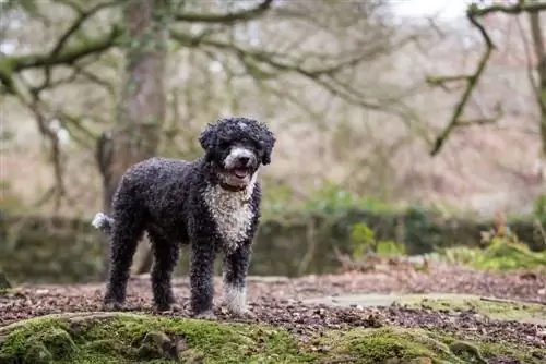 Spaanse Waterhond buiten