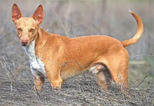 Raca e pastër Andaluziane Podenco _David Pineda Svenske_shutterstock