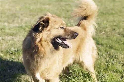 Perro pastor vasco macho_javitrapero.com_shutterstock