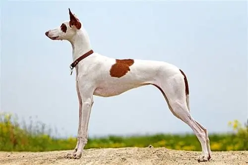 Ibizan Hound dog_dragonika_shutterstock