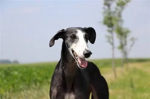 galgos espanhóis