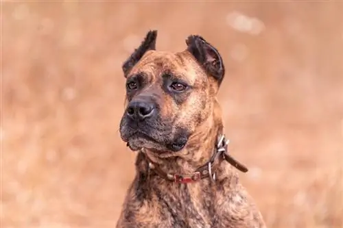 spansk alano hund posing_miguel curiel mena_shutterstock