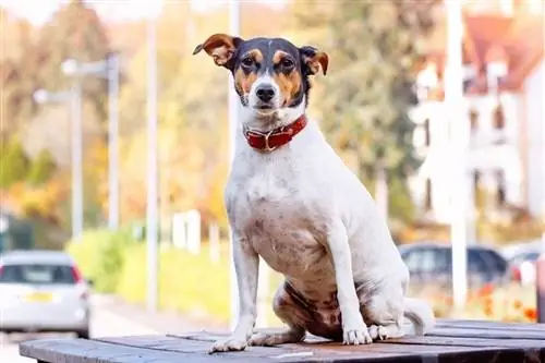 Ratonero Bodeguero Andaluz dog_meriluxa_shutterstock