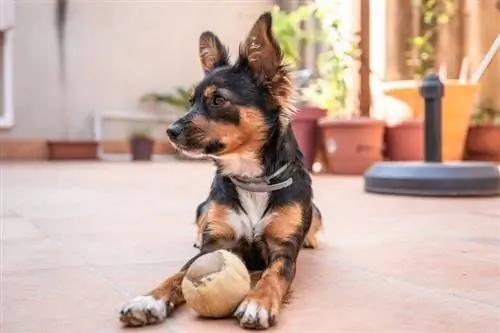 Mallorca ratter ras hond in huis terras_MF_orleans_shutterstock