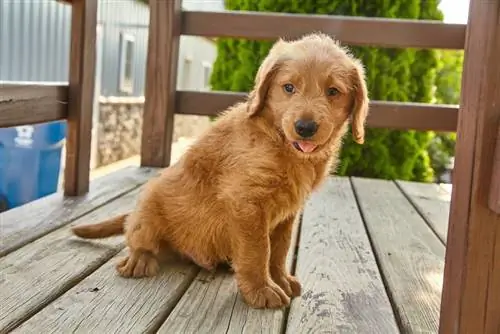 mladiček labradoodle sedi