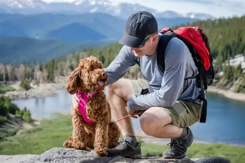 labradoodle med ejeren udendørs