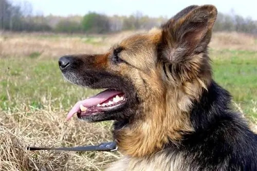 close-up van een Duitse herder aangelijnd met open mond