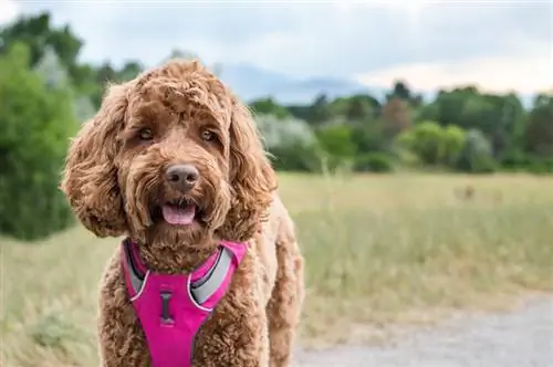 labradoodle avec harnais