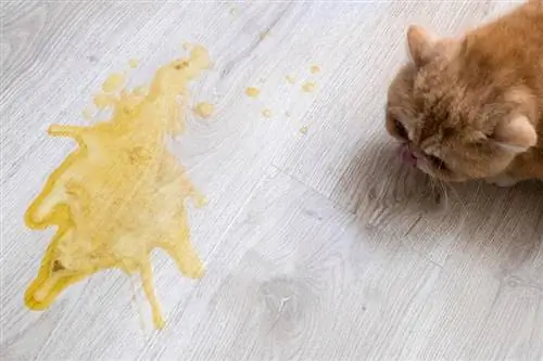 vomi jaune sur un plancher en bois clair et un chat