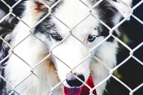 So verhindern Sie, dass Ihr Hund über den Zaun springt: 10 einfache Möglichkeiten