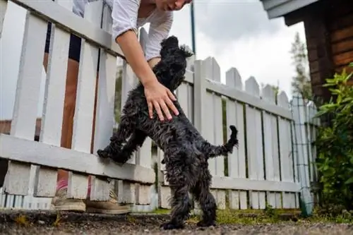 Qeni i zi miniaturë schnauzer takohet me pronarin e tij pranë gardhit të bardhë